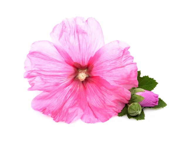 Flowers /Althaea officinalis/ — 图库照片