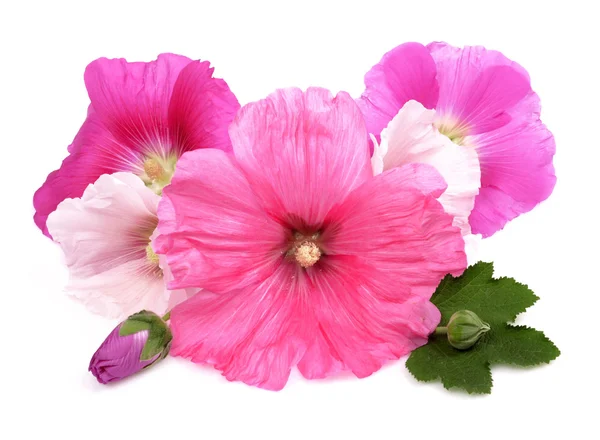 Flowers /Althaea officinalis/ — Stock Photo, Image