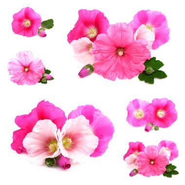 Flowers /Althaea officinalis/