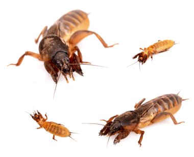 Mole cricket clipart