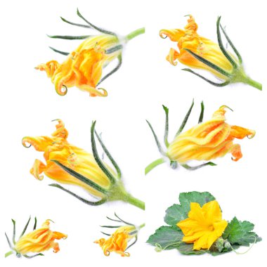 Fresh flower zucchini clipart