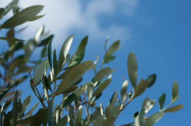 Zeytin yaprağı ve gökyüzü