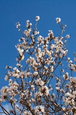 badem şubeleri