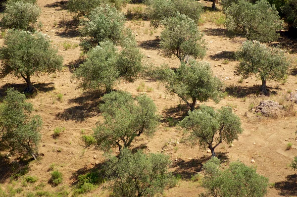 stock image Olive trees lines