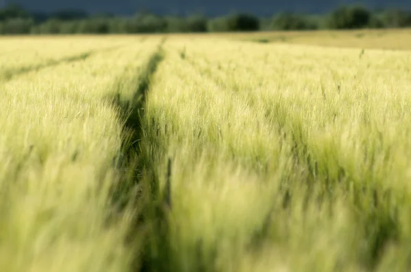 Green wheat Field — Stock Photo, Image