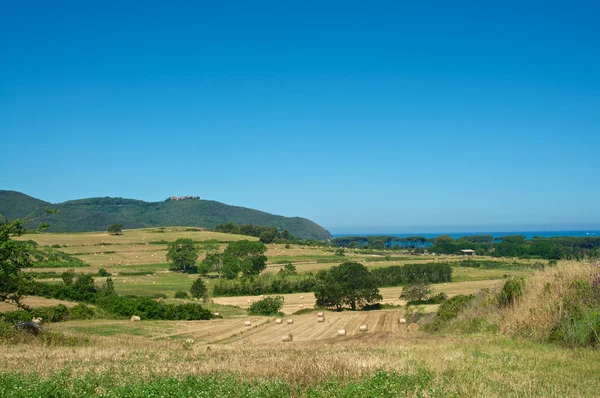 stock image Wheat and sea