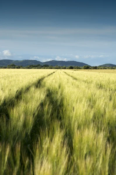 Green wheat Field — Stock Photo, Image