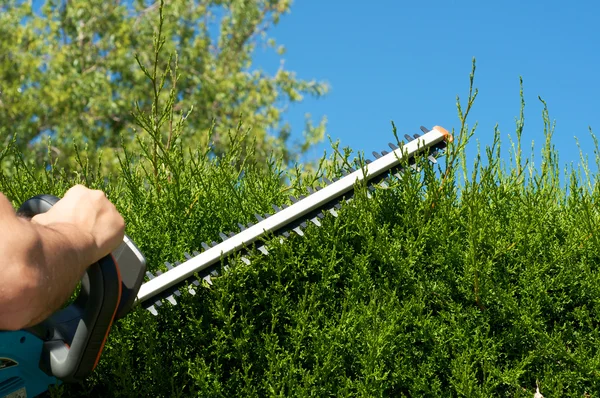 stock image Cut hedge