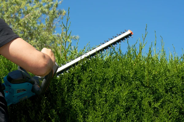 stock image Cut hedge