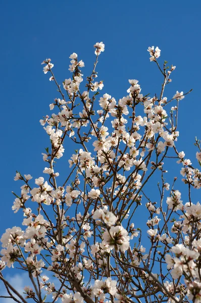 stock image Almond branches