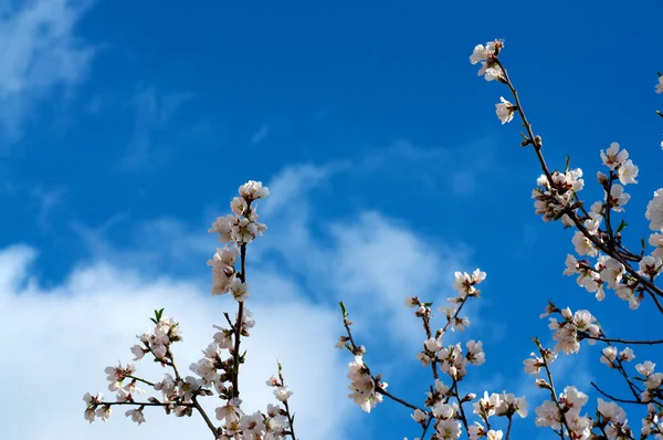 stock image Almond branches