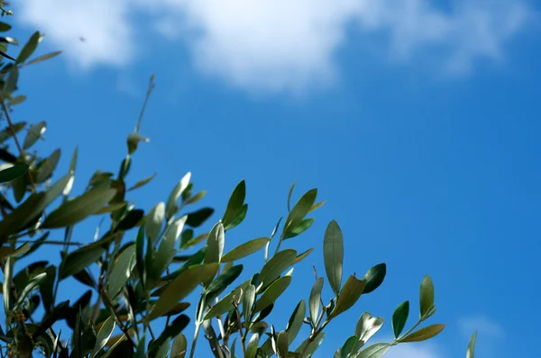 Оливковый лист и небо Лицензионные Стоковые Изображения