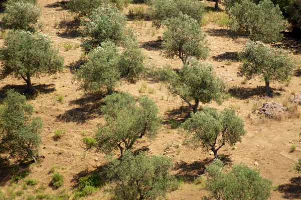 Линии оливковых деревьев Стоковое Изображение