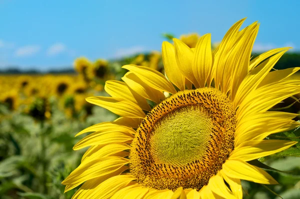 stock image Sunflowers heaven