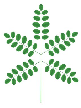 Acacia twig clipart