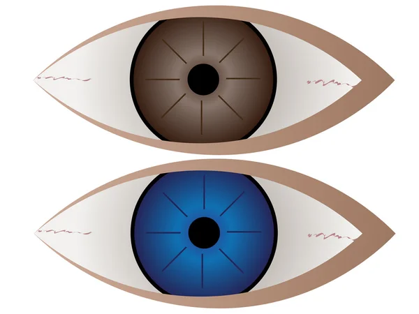 Braunes und blaues Auge — Stockvektor