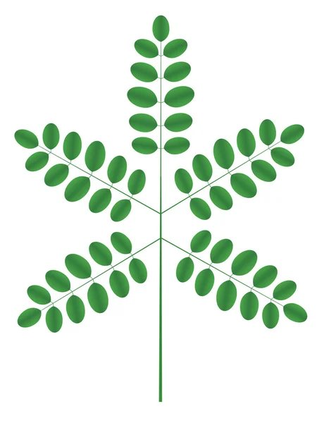 아카시아 나뭇가지 — 스톡 벡터