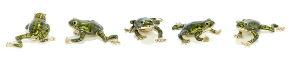 stock image Five metal golden frogs