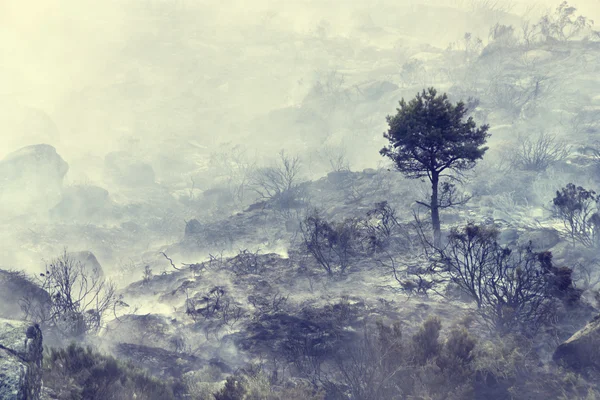 Abgebrannter Wald mit einem überlebenden Baum Stockbild