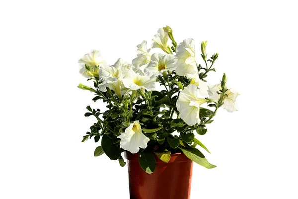 Fiore di giardino in vaso da fiori - surfinia — Foto Stock