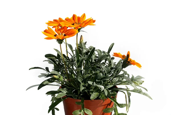 Orangefarbene Gartenblume im Blumentopf — Stockfoto