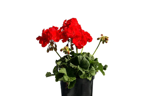 Red garden flower in flowerpot - geranium — Stock Photo, Image