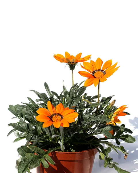 Flor de jardim laranja em vaso de flores — Fotografia de Stock