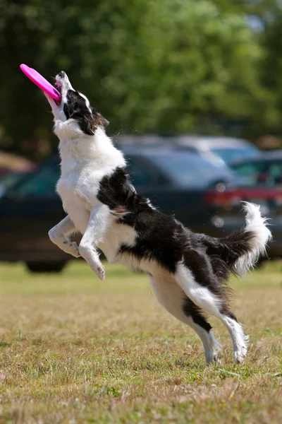 Hund landar efter att fånga frisbee — Stockfoto
