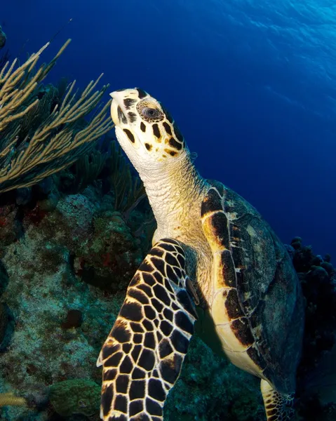Close Up of Hawksbill Turtle — Stock Photo, Image