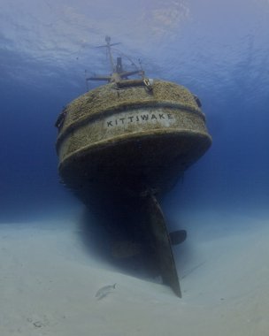 Kittiwake 'in Yayı