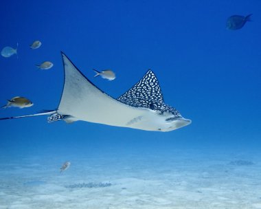 Spotted Eagle Ray (Aetobatus narinari) flying clipart