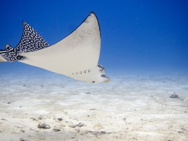 Spotted Eagle Ray (Aetobatus narinari) flying clipart