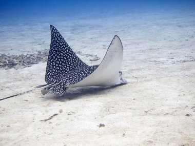 Spotted Eagle Ray (Aetobatus narinari) feeding clipart