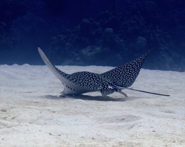 Spotted Eagle Ray (Aetobatus narinari) clipart