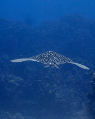 Spotted Eagle Ray (Aetobatus narinari) clipart