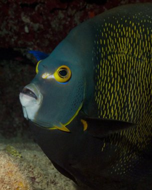 Portrait of French Angelfish clipart