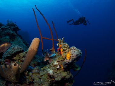 Diver descending Babylon Grand Cayman clipart