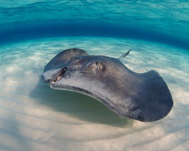 Güney Atlantik stingray