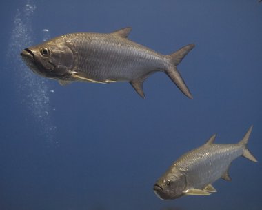 tarpon çifti