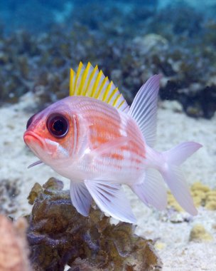 Squirrelfish