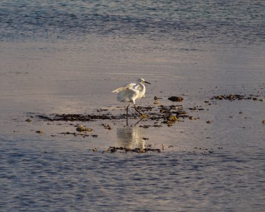 Young snowy egret bird clipart