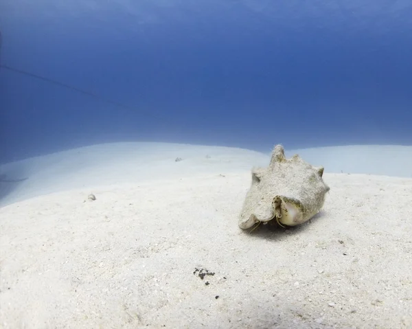 Kabuklu deniz hayvanı kabuğu — Stok fotoğraf