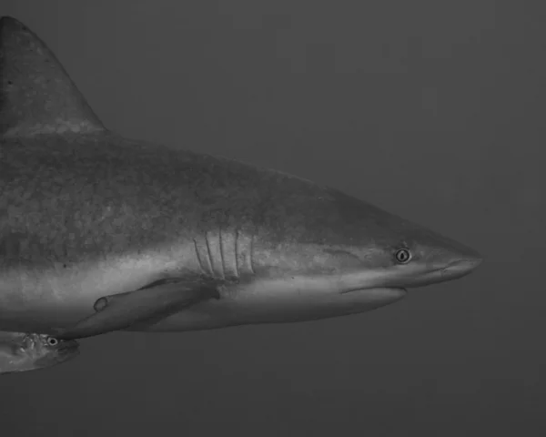Caribbean Reef Shark — Stock Photo, Image