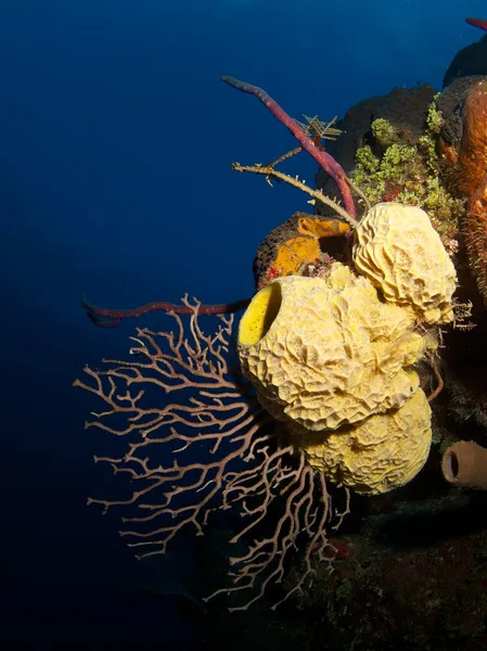 Корали і губки при зануренні на стіну — стокове фото