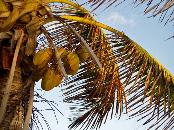 stock image Coconuts