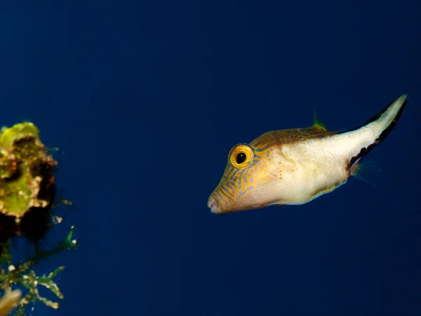 Sharpnose pufferfish Close Up — Stock Photo, Image