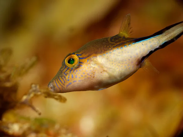 stock image Sharpnose Pufferfish Close Up