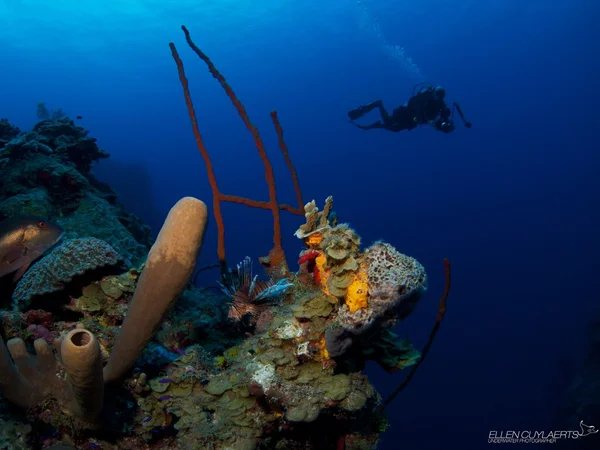 Diver descending Babylon Grand Cayman — Stock Photo, Image