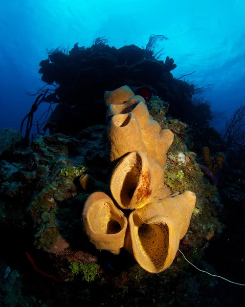 Brown Tube Sponge — Stock Photo, Image