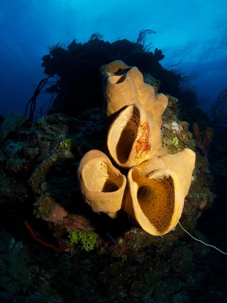 棕色管海绵 — 图库照片